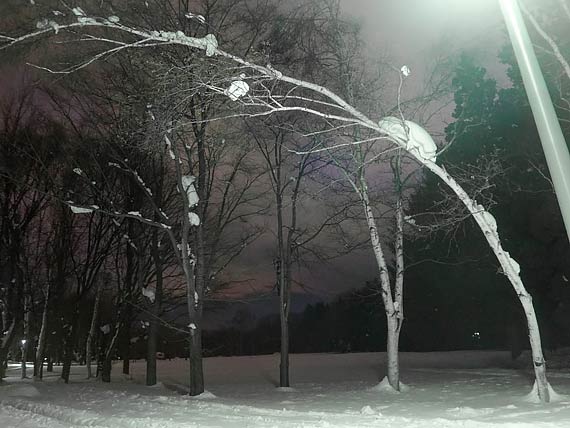 雪でしなっている木