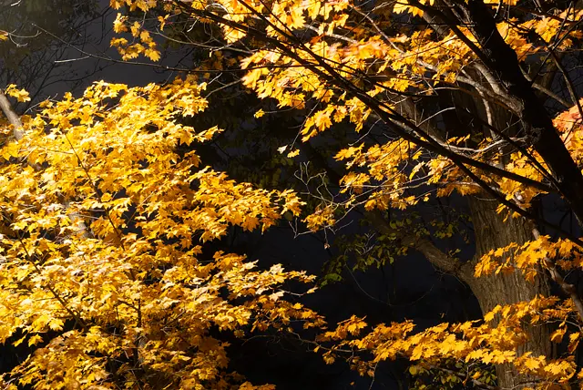 照明に照らされた葉っぱ