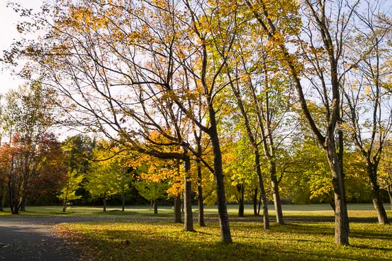 真駒内公園の紅葉