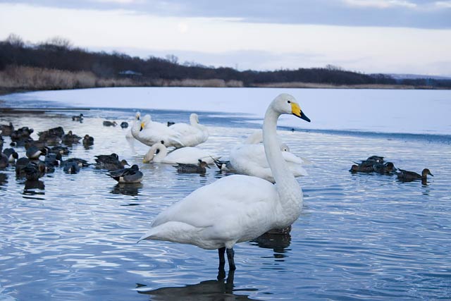 ウトナイ湖