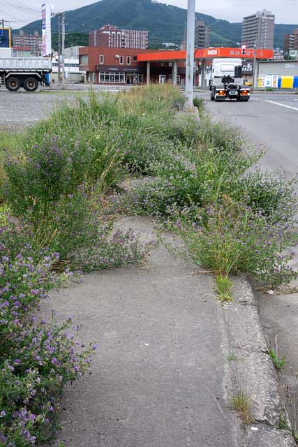 雑草で歩けない歩道