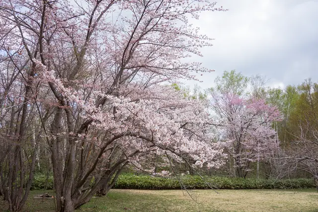 真駒内公園(5月)
