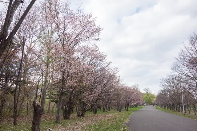真駒内公園(5月)