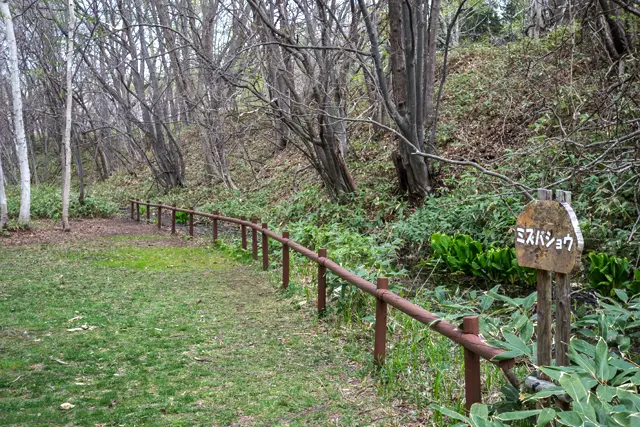 真駒内公園 ちょっとしたミズバショウ群生地(4月)
